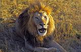 Lion, Serengeti National Park, Tanzania, Africa